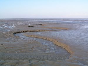 apariencia típica de la zona intermareal, una llanura de marea en la sedimentación terrígeno en la costa norte de Alemania. Anote la ruta canal de marea de la corriente de reflujo de la marea (el mar está en el fondo de la foto).