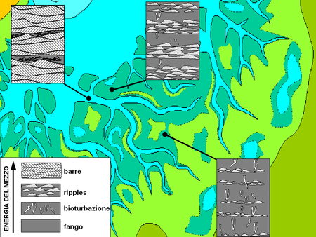 estructuras principales sedimentarias (mostradas en sección vertical) y su distribución en la zona intermareal de una llanura de marea.