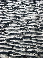 marcas de olas y bioturbación por gusanos en un terrigenous marea plana (Francia) del Norte.